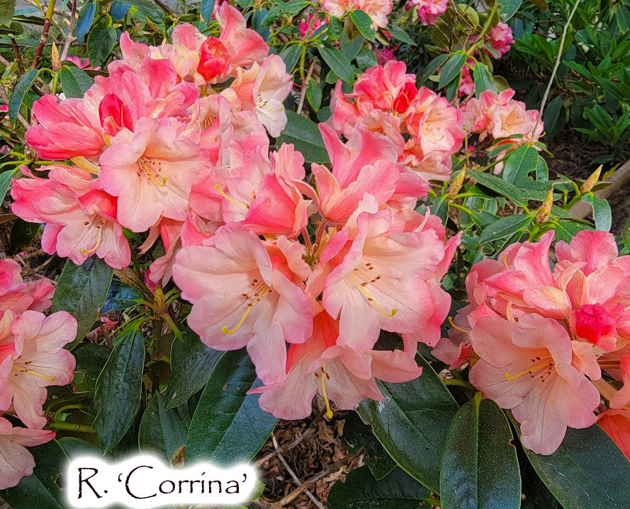 R. 'Corrina'