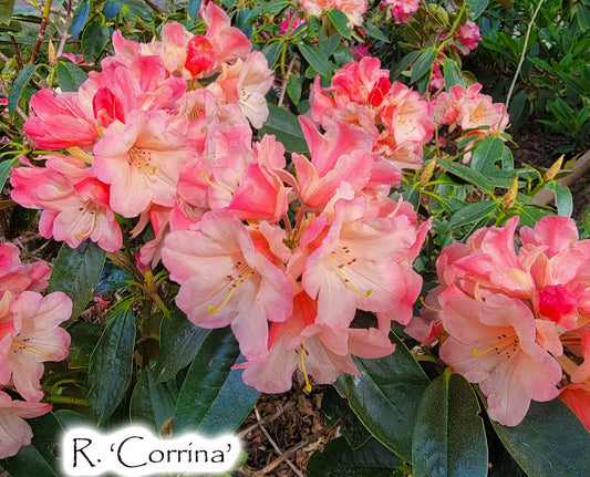 R. 'Corrina'