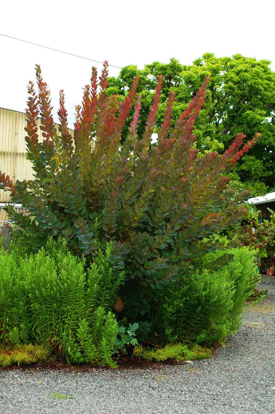 Cotinus coggygria 'Grace'