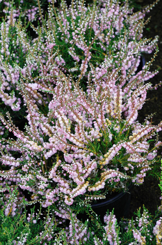 C.v. 'County of Wicklow'