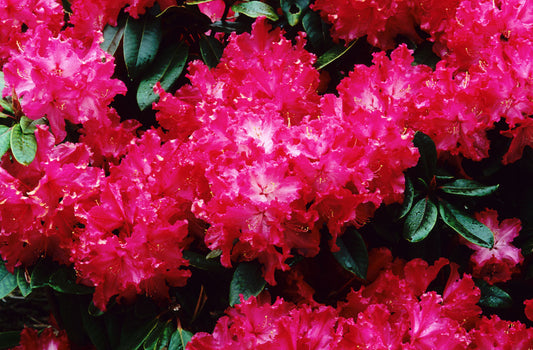 Cranberry Lace