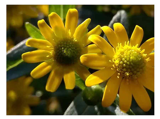 Sanvitalia progumbens - Mexican Creeping Zinnia