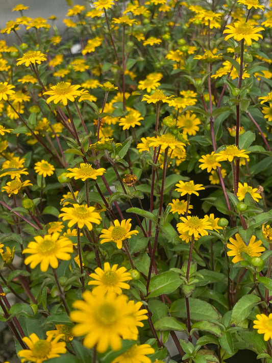 Sanvitalia progumbens - Mexican Creeping Zinnia