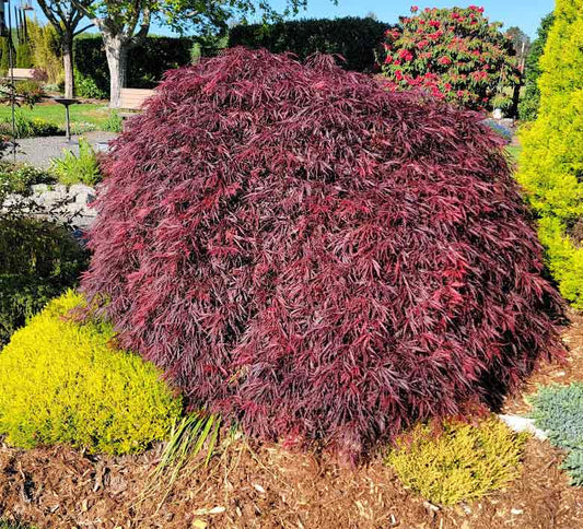 Acer palmatum 'Crimson Queen'