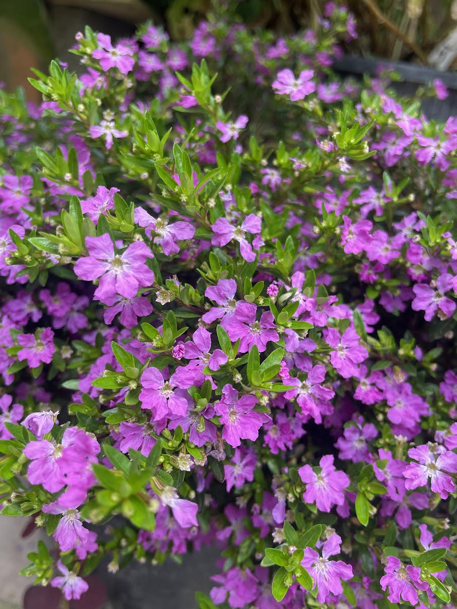 Cuphea hyssopifolia - Mexican Heather