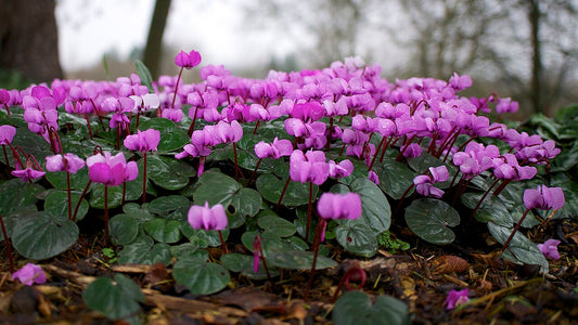 Cyclamen coum - Persian Violet