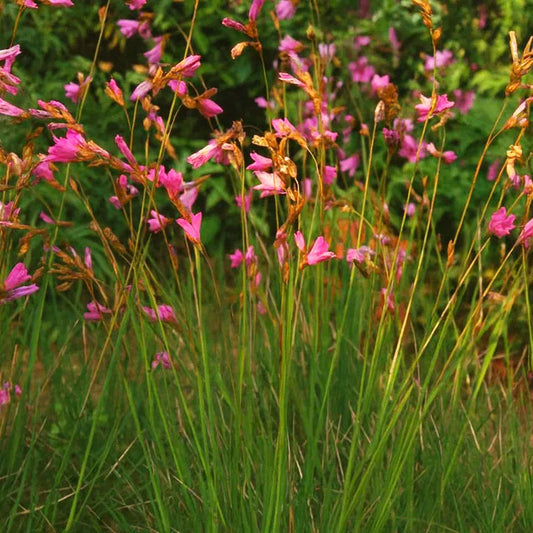 Dierama pauciflorum