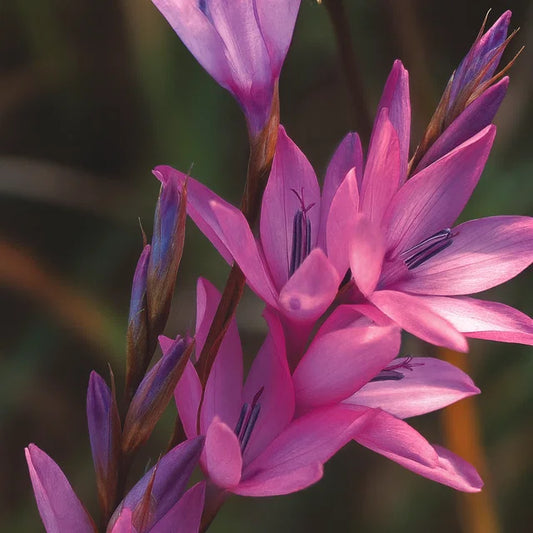 Dierama pulcherrimum 'Spring Dancer'
