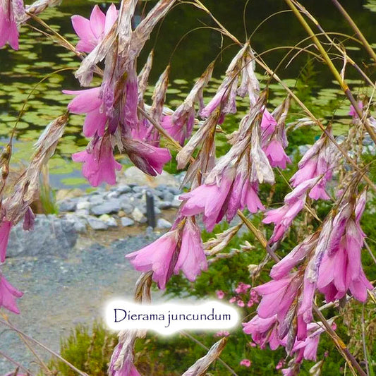 Dierama juncundum