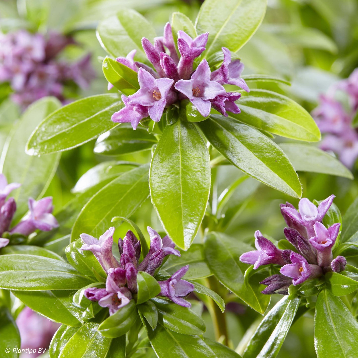 Daphne odora 'Sweet Amethyst'