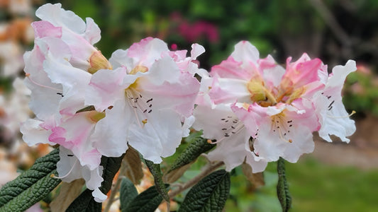Darjeeling Jewel