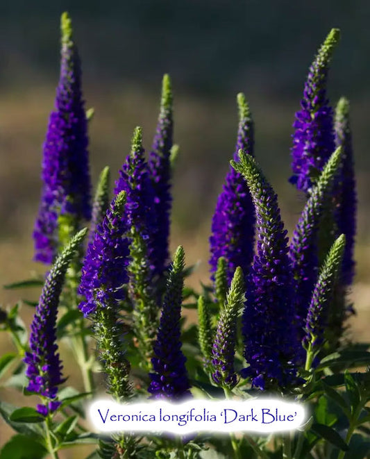 Veronica longifolia 'Dark Blue'