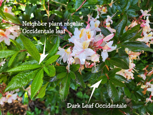 'Dark Leaf' R. occidentale