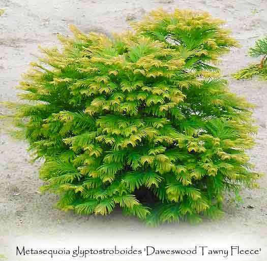 Metasequoia glyptostroboides 'Daweswood Tawny Fleece'