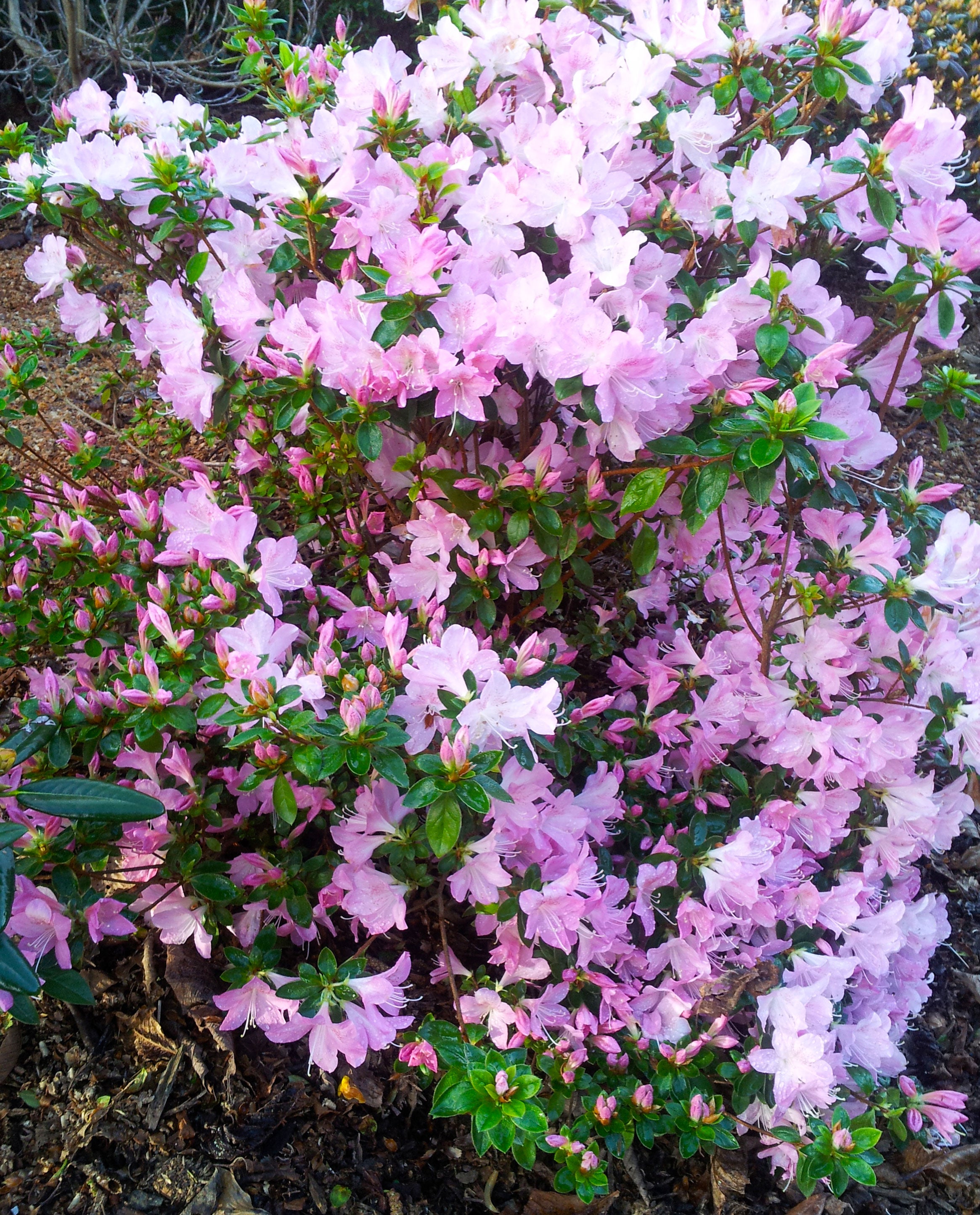 Az. 'Dayspring' – Singing Tree Gardens Nursery