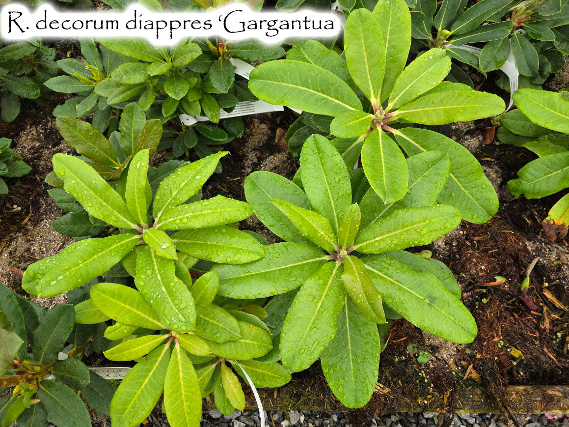 R. decorum ssp. diapreppes 'Gargantua'