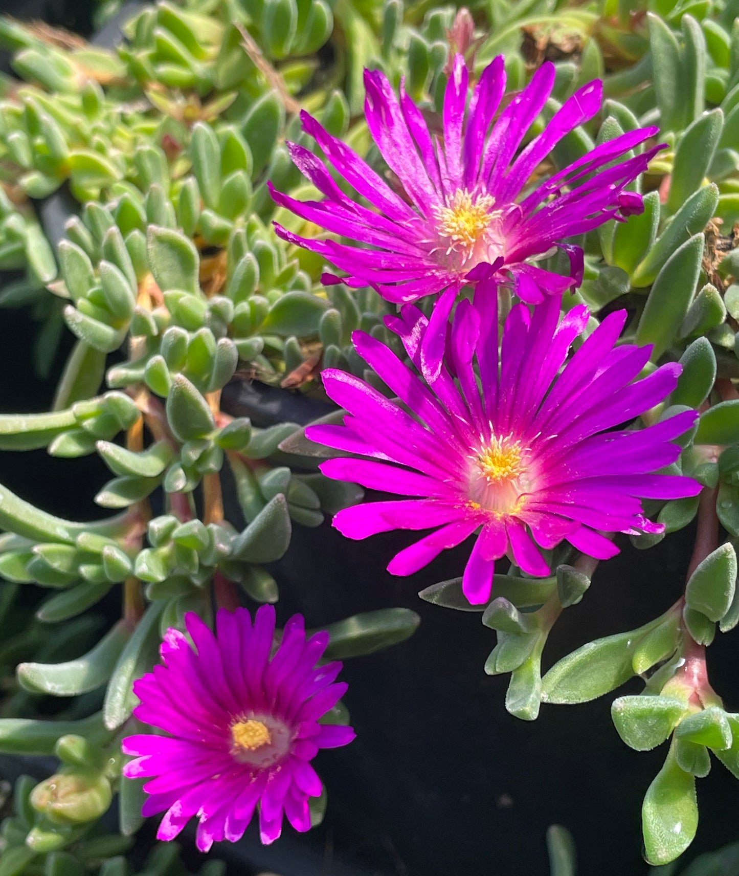 Delosperma ashtonii 'Blut'