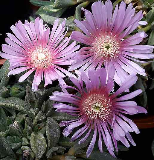 Delosperma 'Lavender Ice' Ice Plant Singing Tree Gardens Nursery