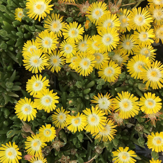 Delosperma 'Jewel of the Desert Peridot'