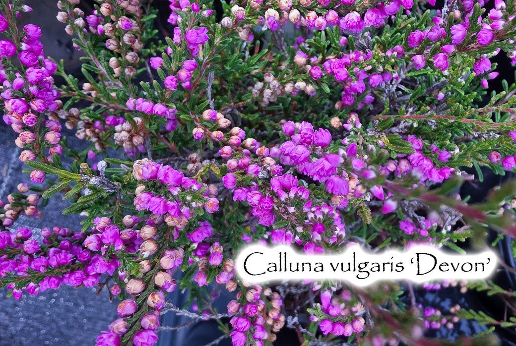 Devon
