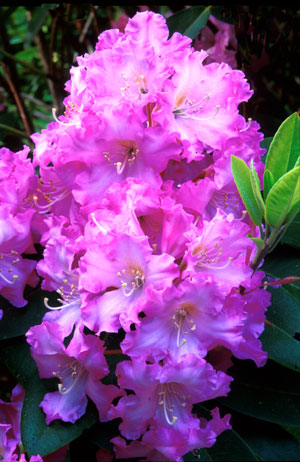 R. 'Dexter's Appleblossom'