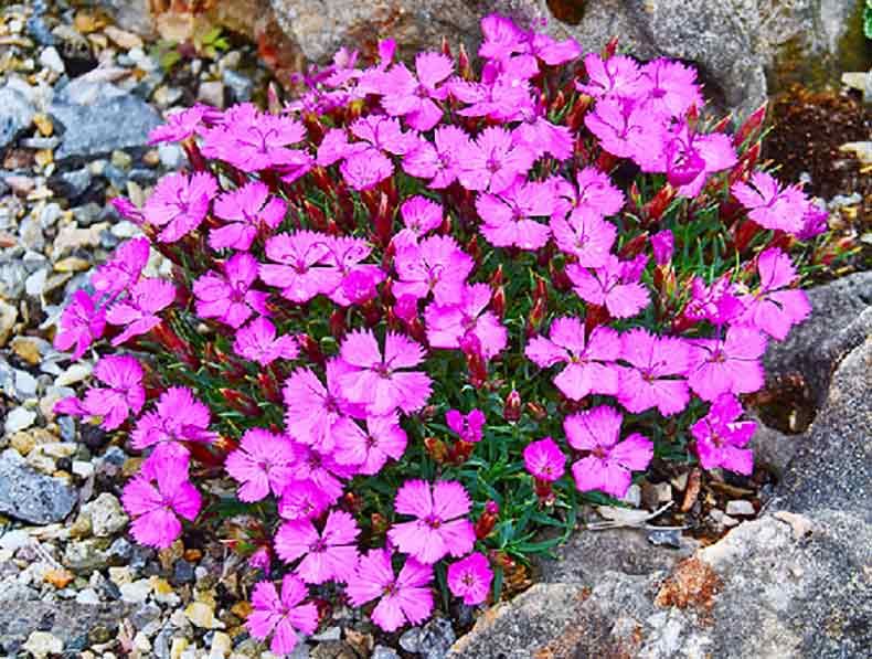 Dianthus Brevicalis Singing Tree Gardens Nursery 