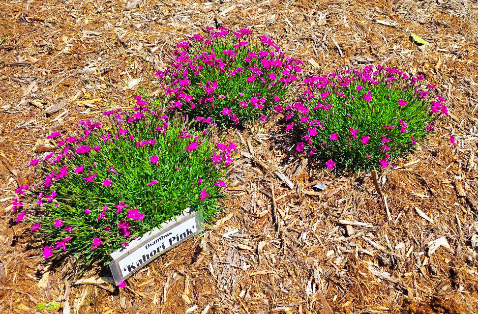 Dianthus superbus 'Kahori Pink'