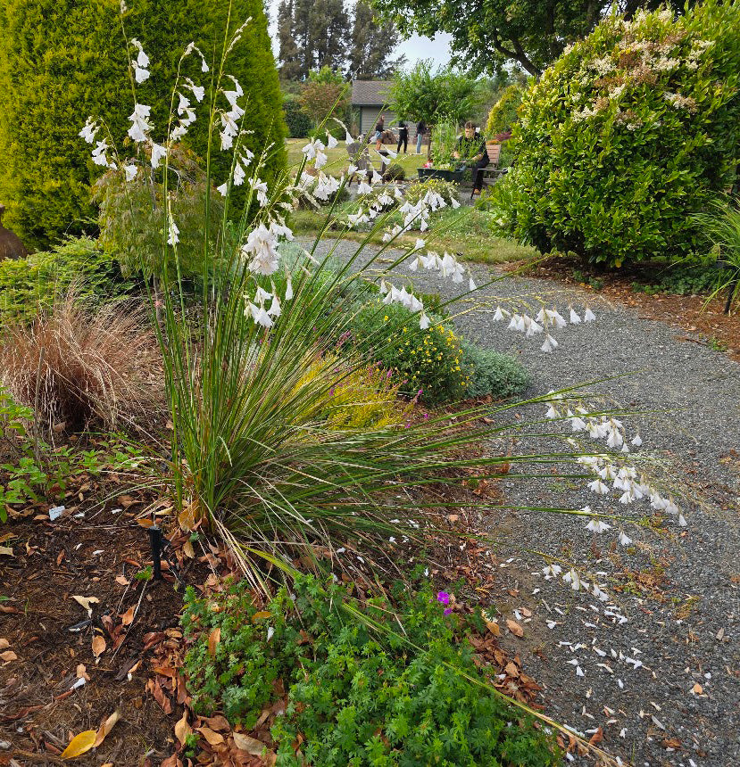 Dierama pulcherrimum (Angel's Fishing Rod) – Singing Tree Gardens