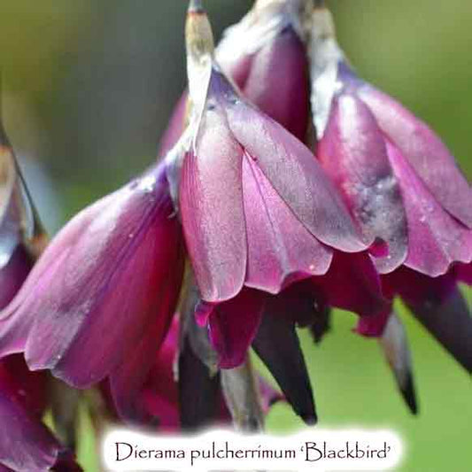 Dierama pulcherrimum 'Blackbird' - Purple Angel's Fishing Rod Plant