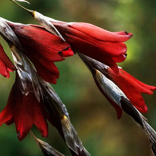 Dierama reynoldsii