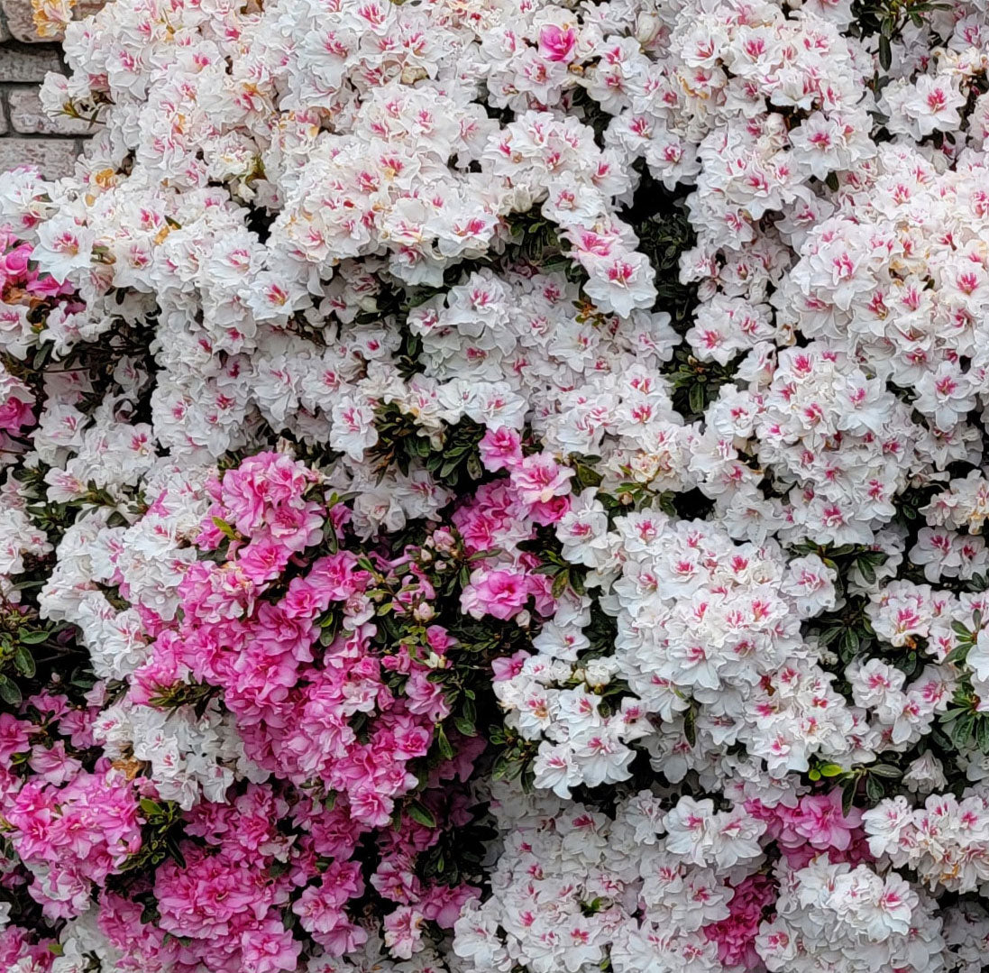 Satsuki azalea 'Johga'