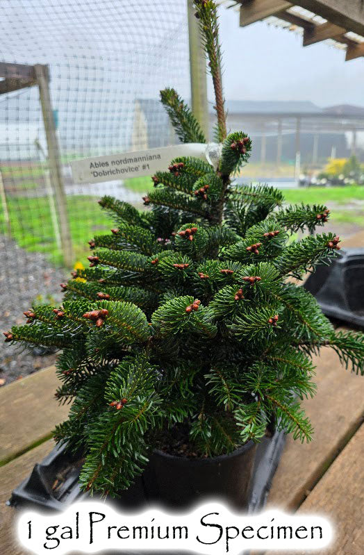 Abies nordmanniana 'Dobrichovice'