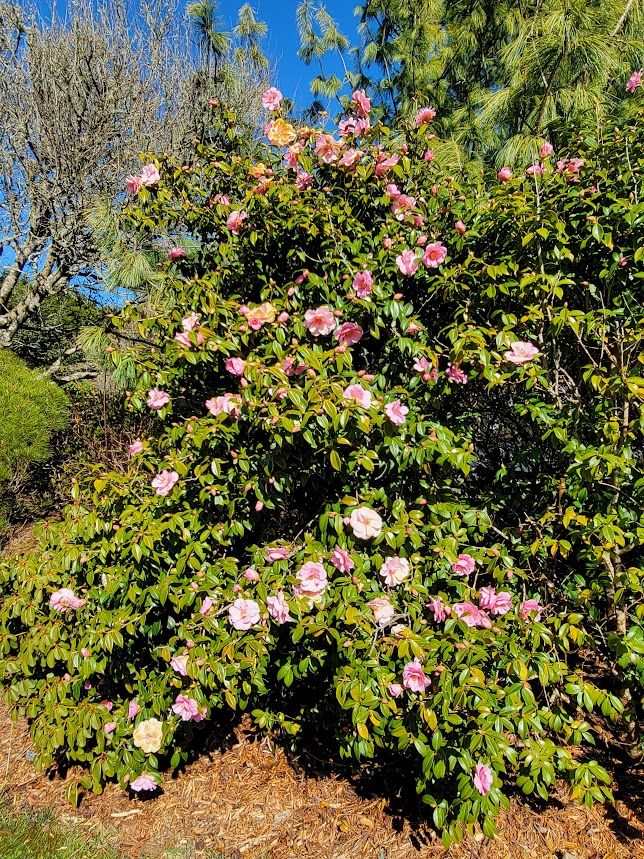 Camellia x williamsii 'Donation'