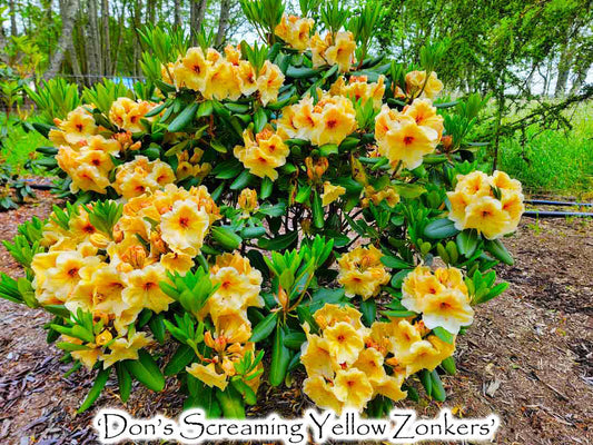 R. 'Don's Screaming Yellow Zonkers'