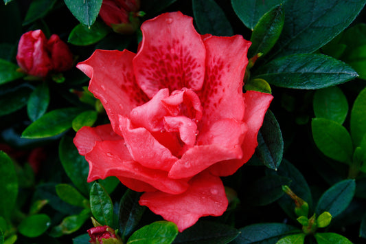 Az. 'Dorothy Gish'