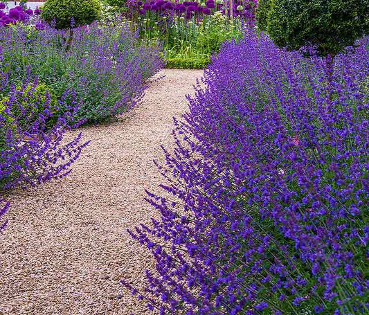 Nepeta x faassenii - Dropmore Catmint