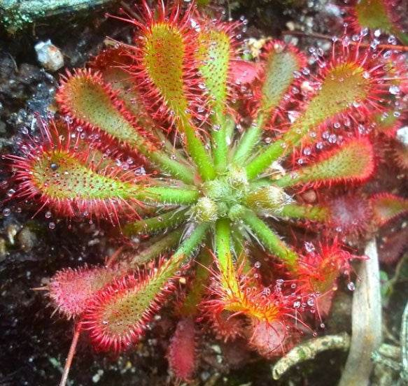 Drosera oblanceolata - Sunset Peak Sundew