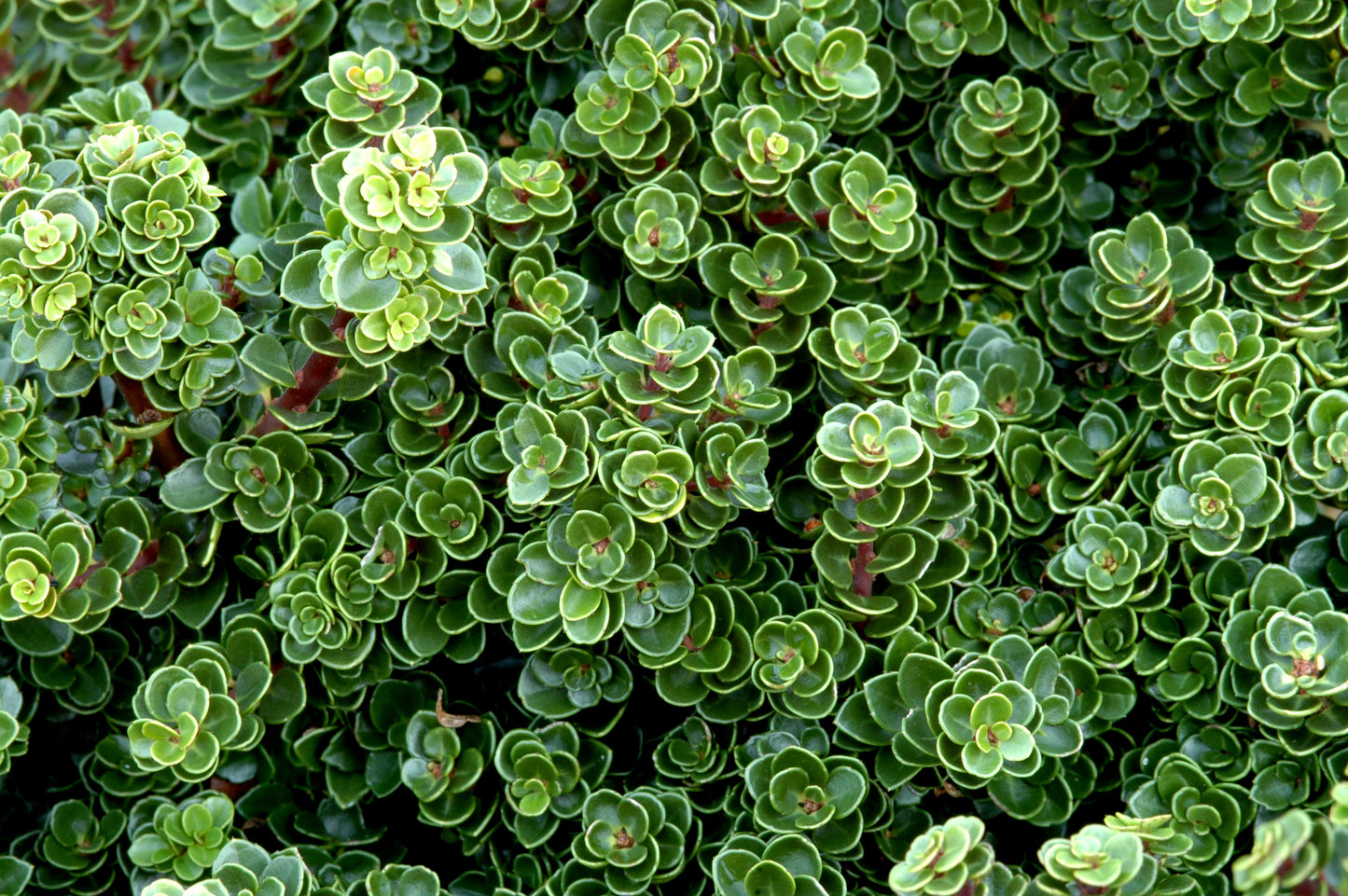 Dwarf Pagoda
