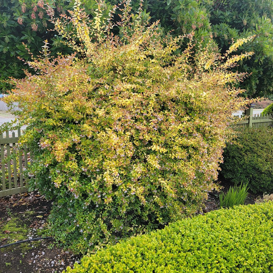 Abelia grandiflora 'Edward Goucher'