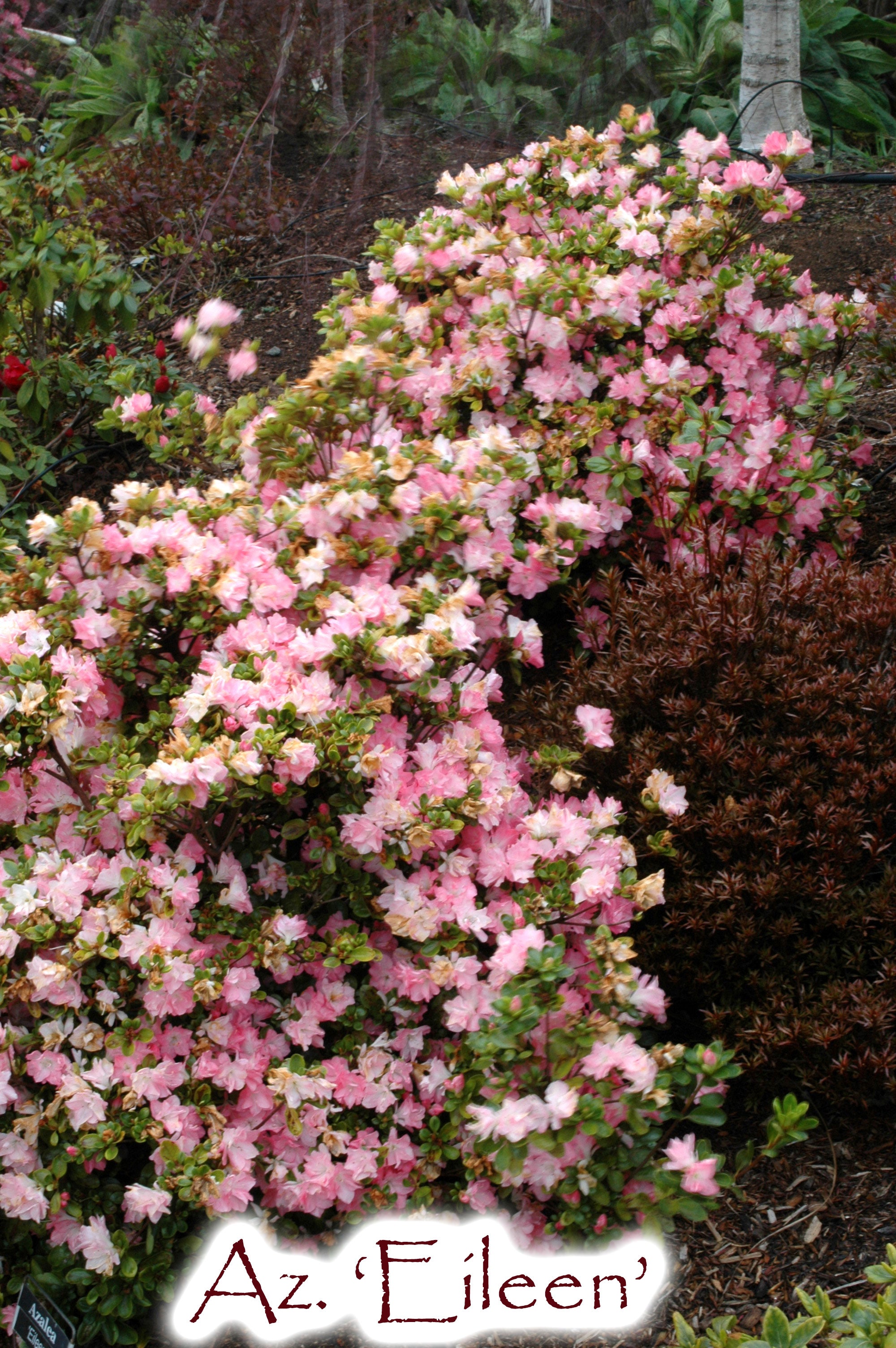 Eileen – Singing Tree Gardens Nursery