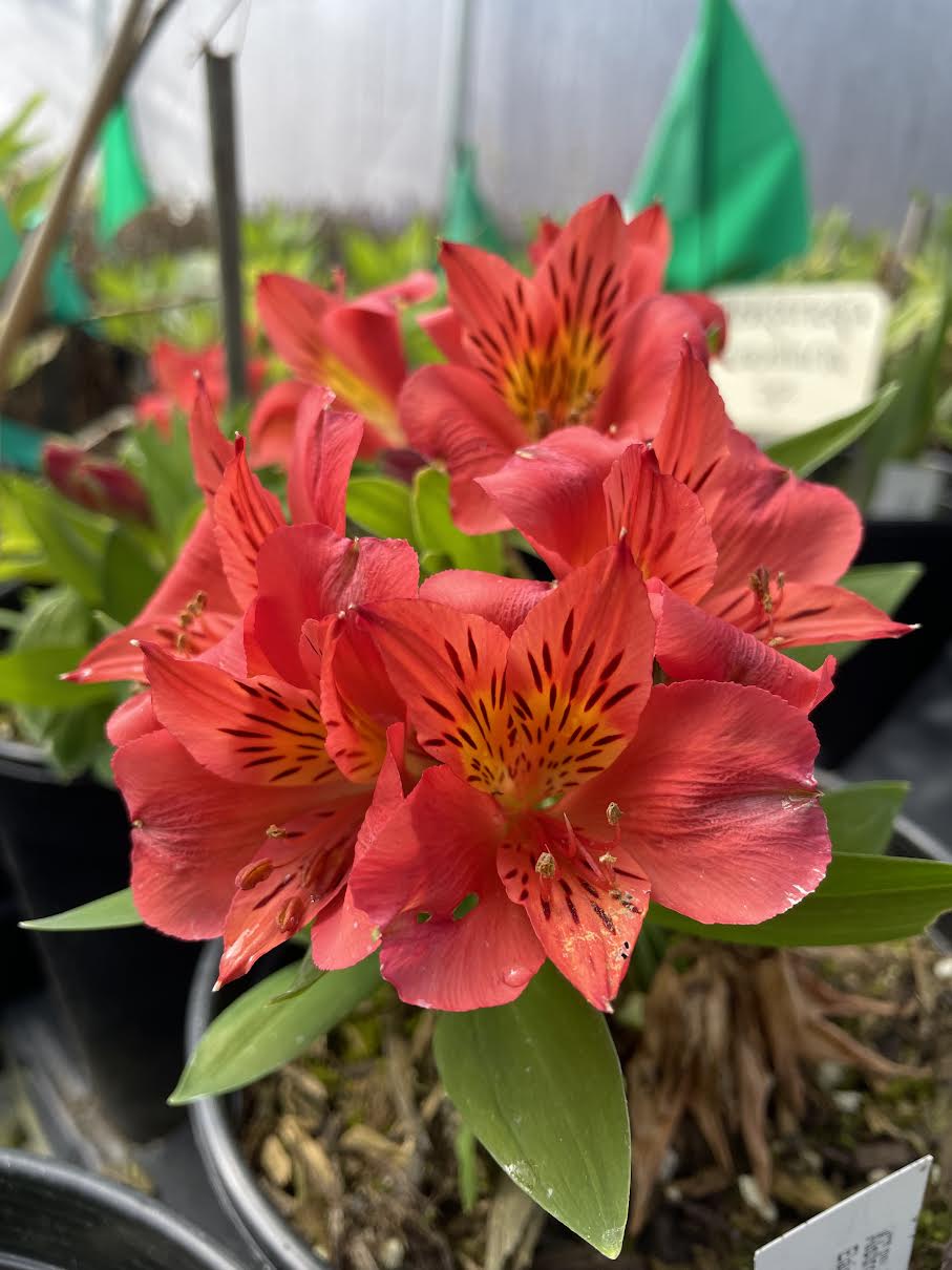 Alstroemeria 'Elaine Orange'