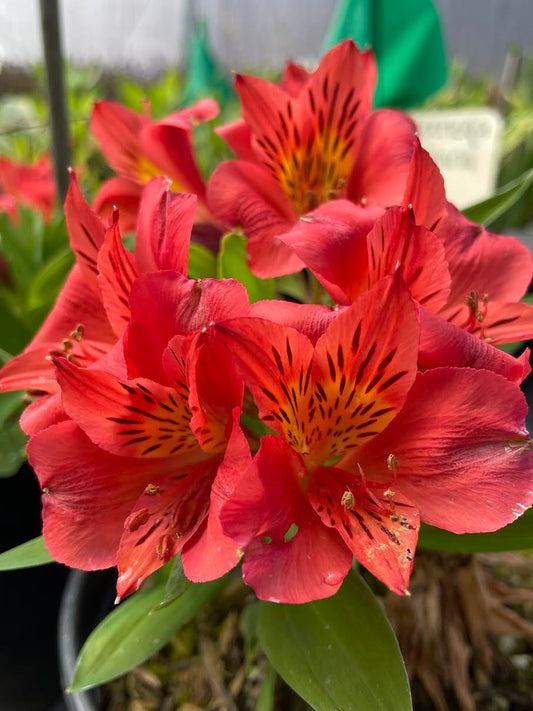 Alstroemeria 'Elaine Orange'
