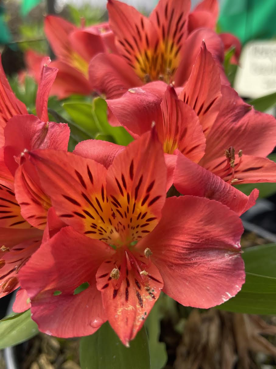 Alstroemeria 'Elaine Orange'