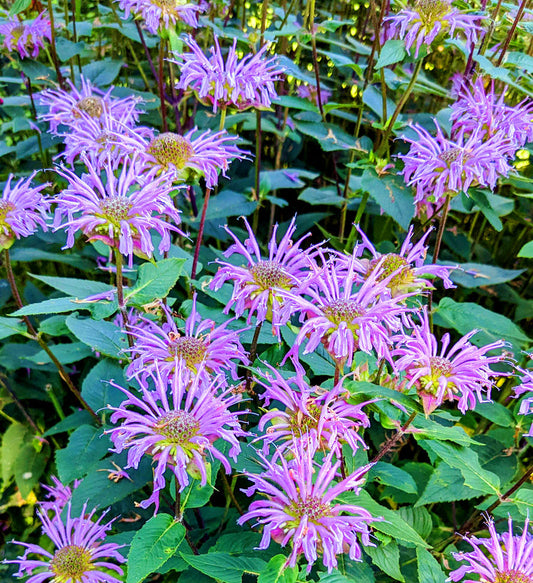 Monarda 'Electric Neon Purple'