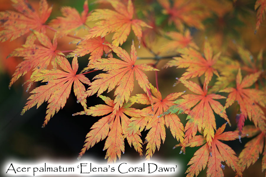 Acer palmatum 'Elena's Coral Dawn'