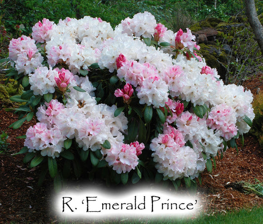 R. 'Emerald Prince'