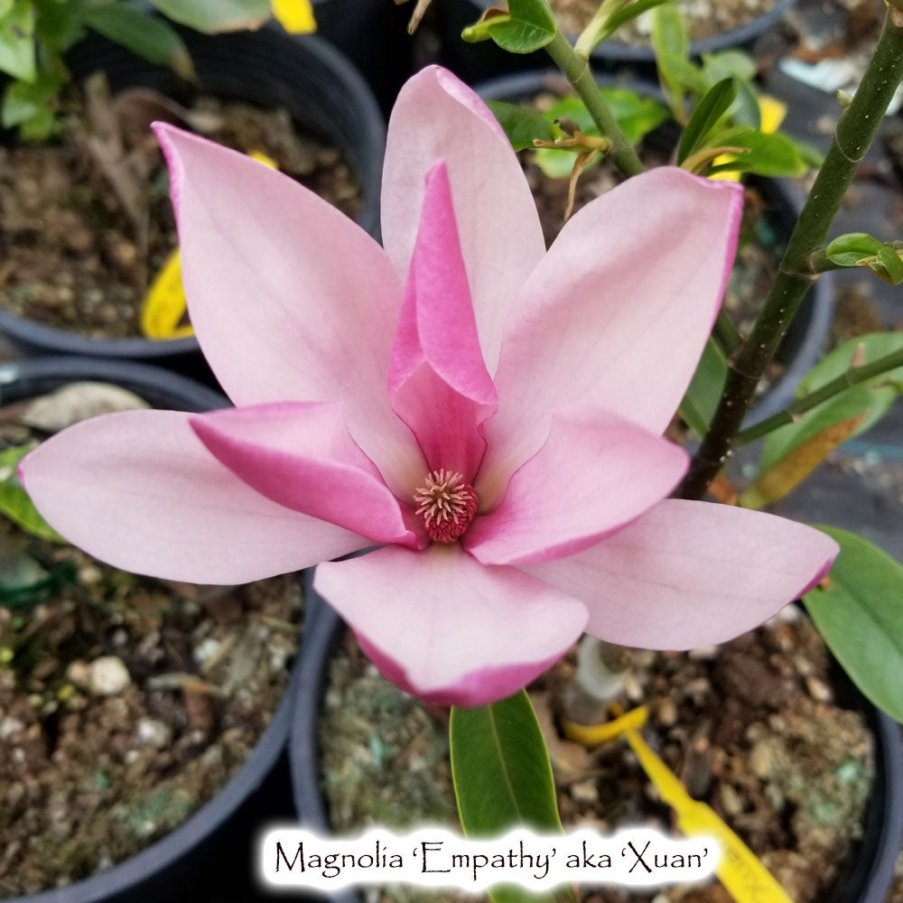 Magnolia 'Empathy'