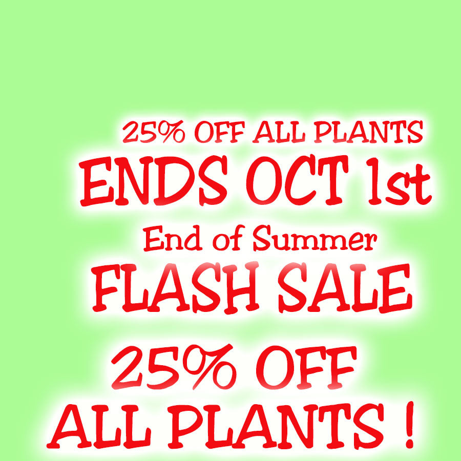End of Summer FlashSale