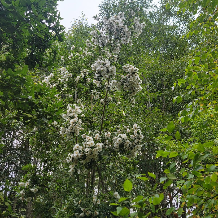 Eucryphia x nymansensis ‘Mt. Usher’