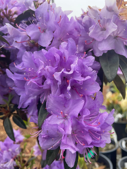 Evening Sky Augustinii Rhododendron